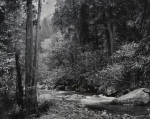 Tenaya Creek, Dogwood, Rain